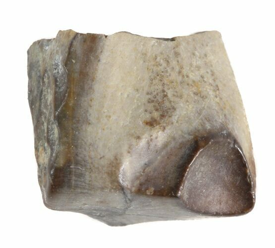 Triceratops Shed Tooth - Montana #41261